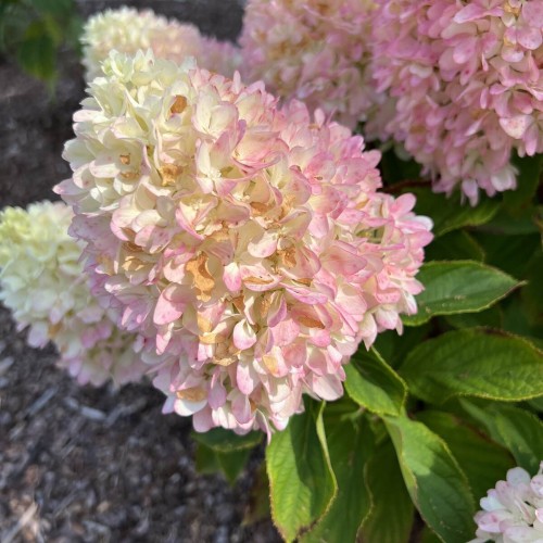 Hortensja bukietowa LIVING SUGAR RUSH® sadzonka C2/C3