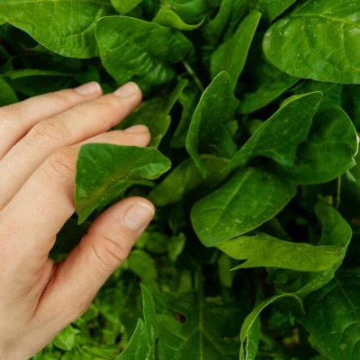 bio-szpinak-winterreuzen-uprawa.jpg