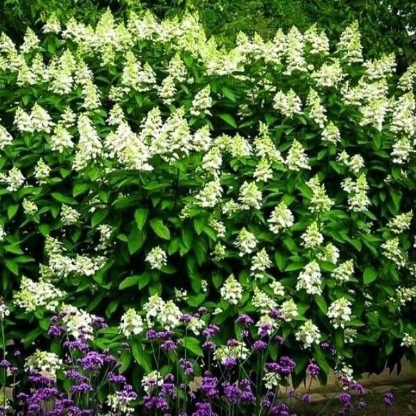 Hortensja Bukietowa LEVANA uprawa