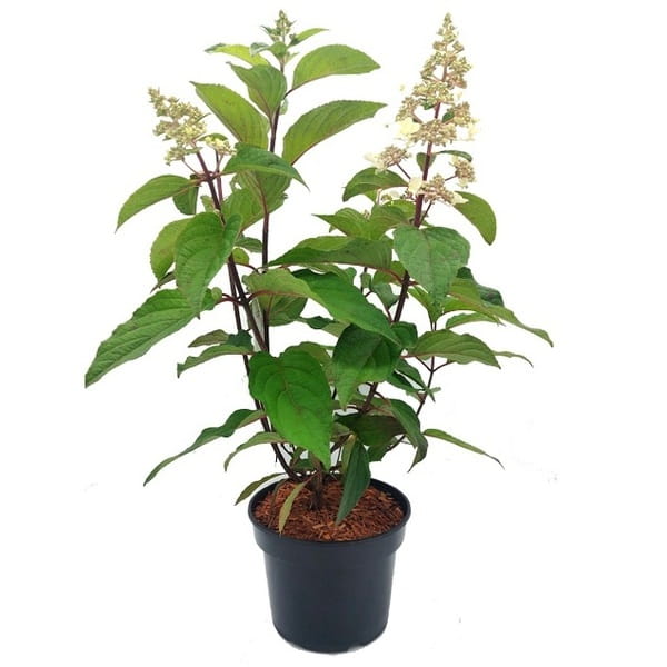 Hortensja Bukietowa LEVANA sadzonka cena