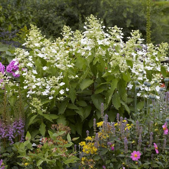 Hortensja Bukietowa LEVANA  roślina do ogrodu