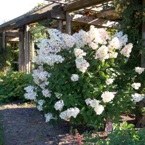 Hortensja bukietowa UNIQUE ® sadzonka C1