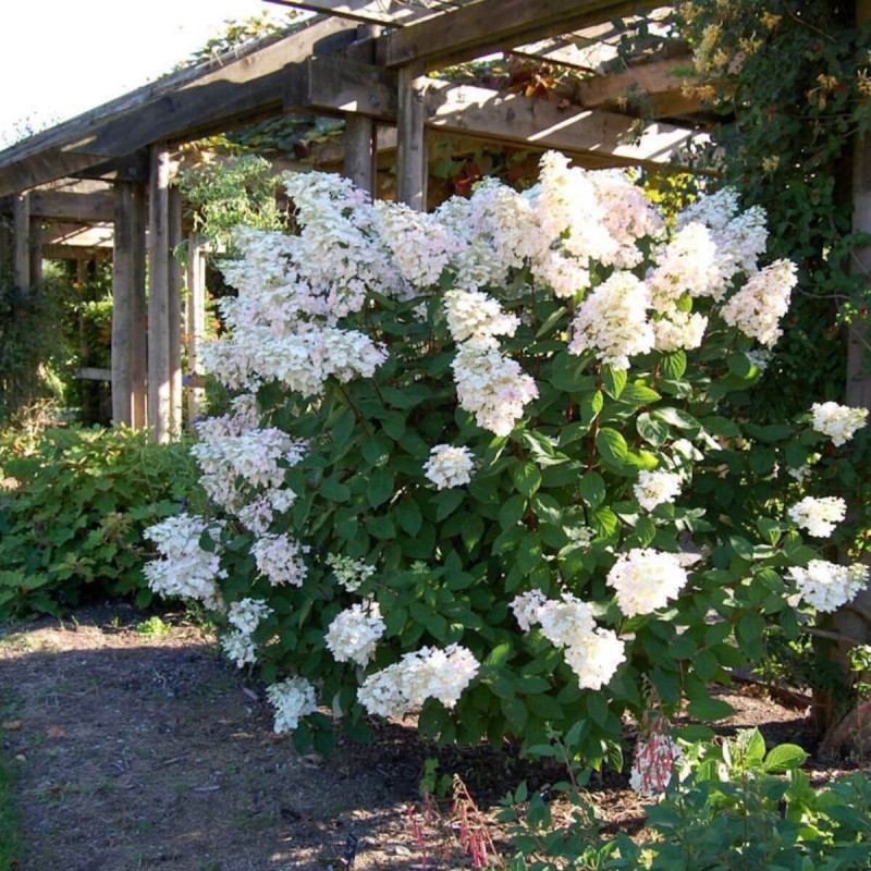 Hortensja Bukietowa UNIQUE ® sadzonki sklep