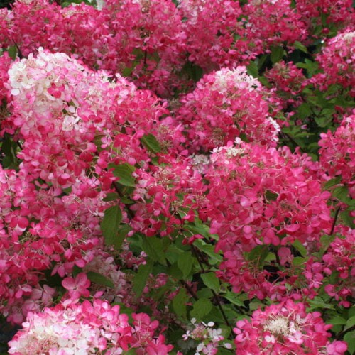 Hortensja bukietowa DIAMOND ROUGE ® sadzonka C2