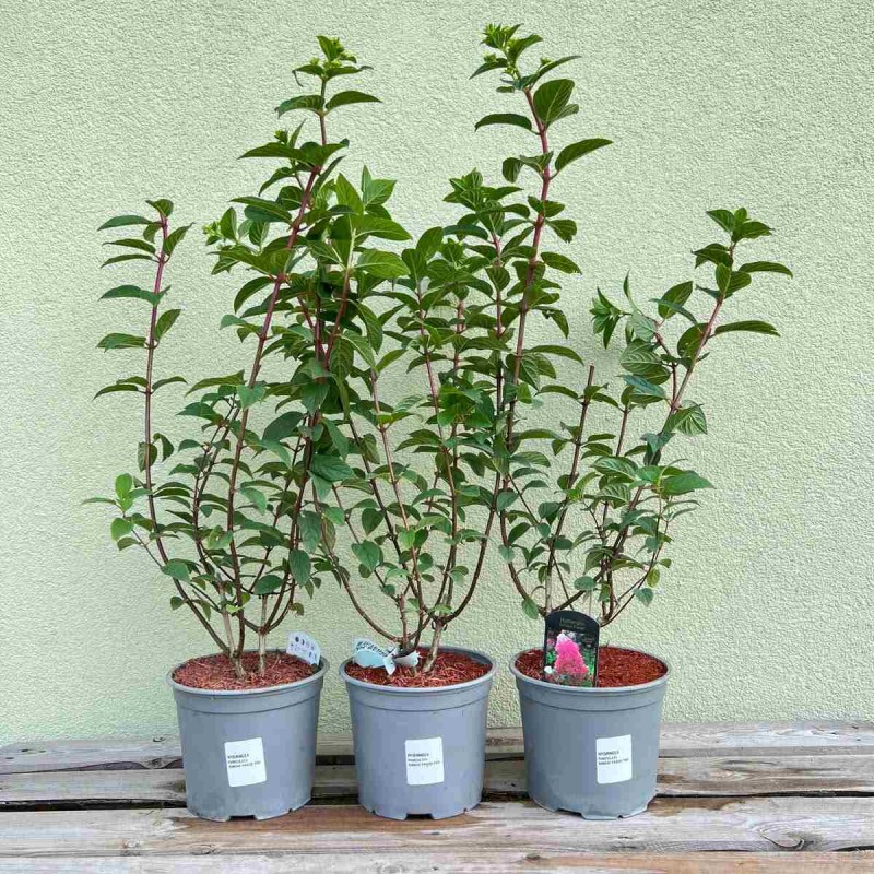 Hydrangea paniculata Diamond Rouge sadzonka w donicy