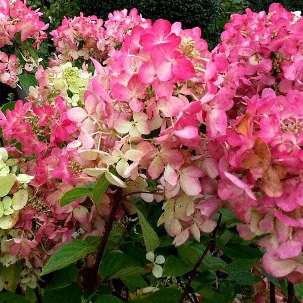 hortensja bukietowa Diamond Rouge  uprawa