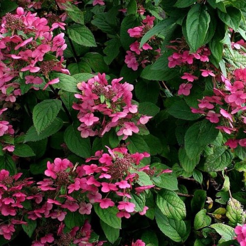 Hortensja bukietowa MEGA MINDY ® sadzonka C3