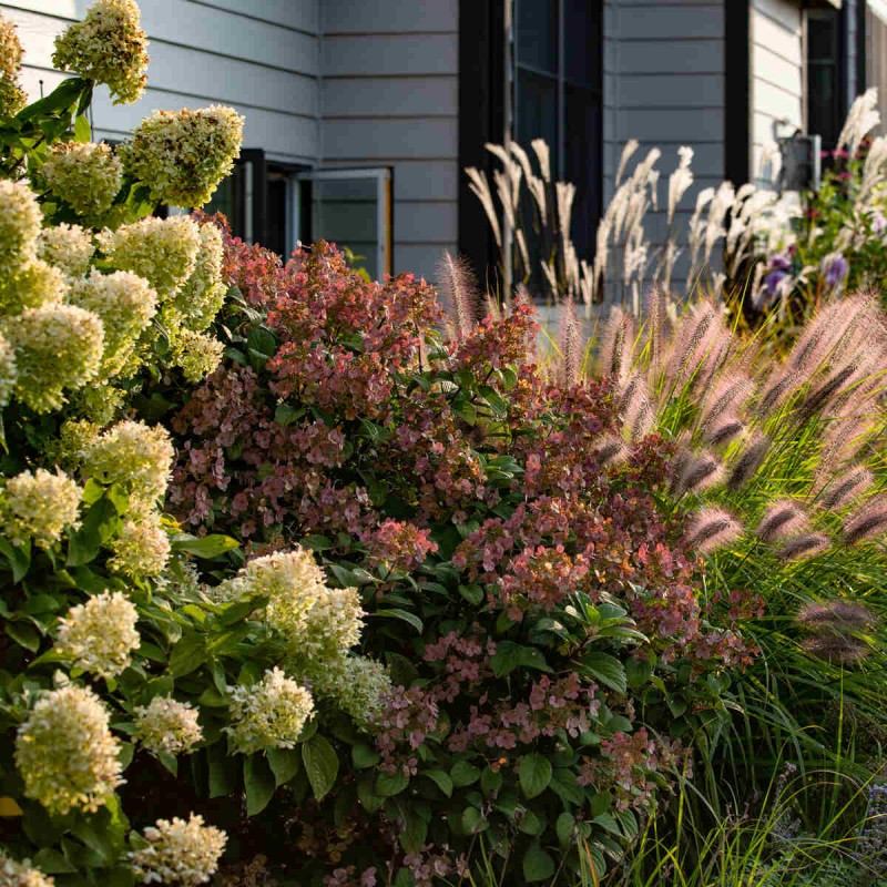 Hortensja bukietowa 'Mega Mindy roślina do ogrodu