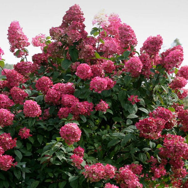 Hortensja Bukietowa magical flame sadzonki sklep