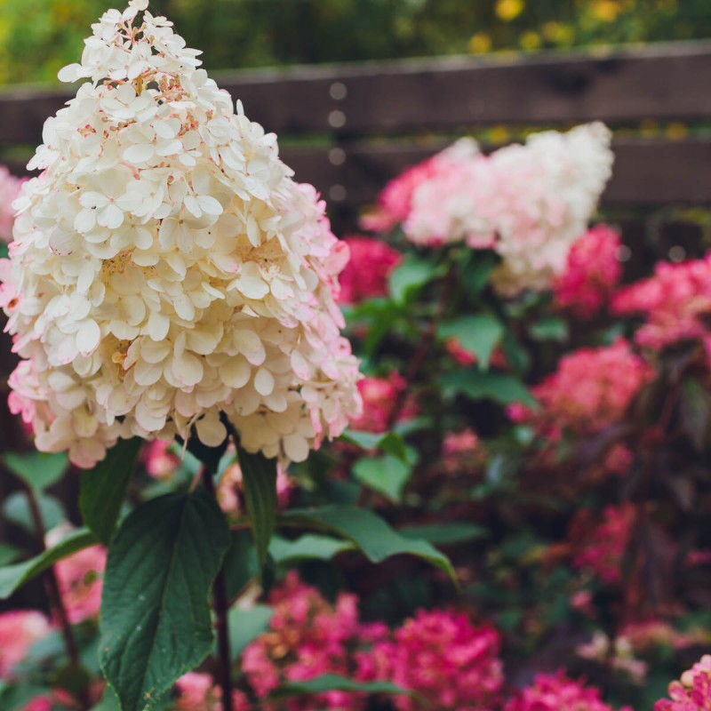 Hortensja Bukietowa magical flame kiedy sadzić