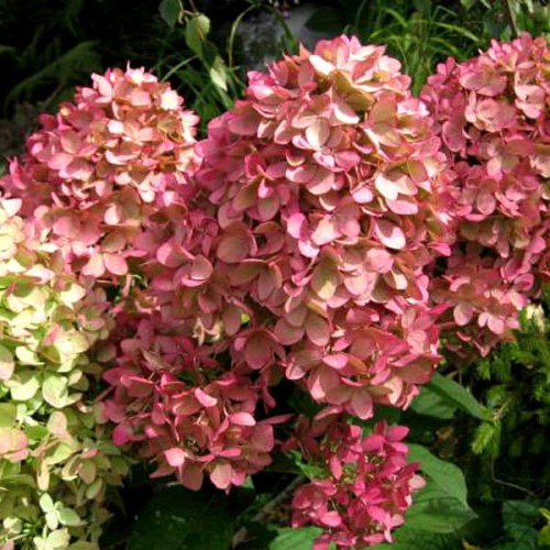 Hortensja bukietowa MAGICAL CANDLE ® sadzonka C3