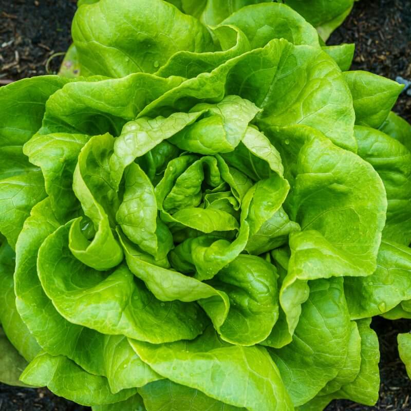 bio-salata-maslowa-may-king.jpg