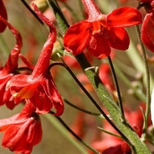 Ostróżka naga pomarańczowo-czerwona nasiona 0,1g