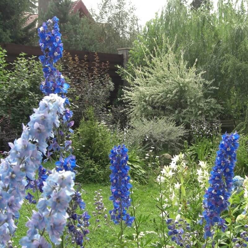 Ostróżka trwała  mieszanka nasiona 0,5g (2).jpg