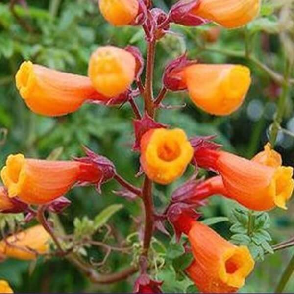 Pałczatka szorstka mieszanka  nasiona 0,05g (2).jpg