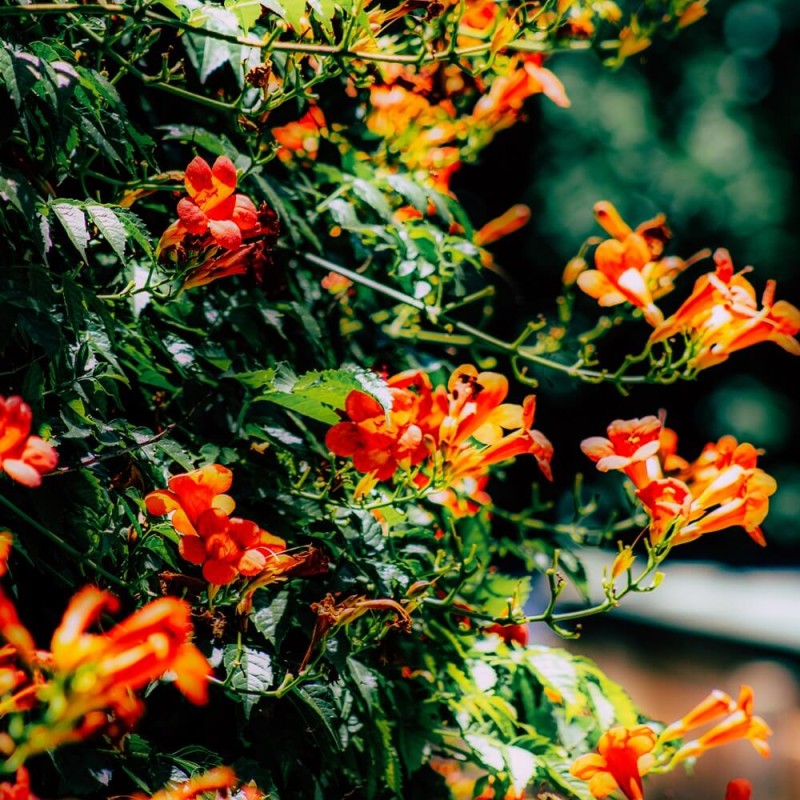 Pałczatka szorstka mieszanka  nasiona 0,05g (3).jpg