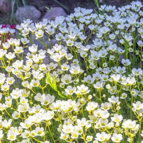 Piaskowiec biały 0,1g nasiona