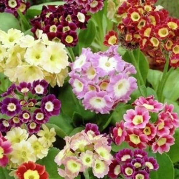 Pierwiosnek omszony, mieszanka nasiona 0,1g (2).jpg