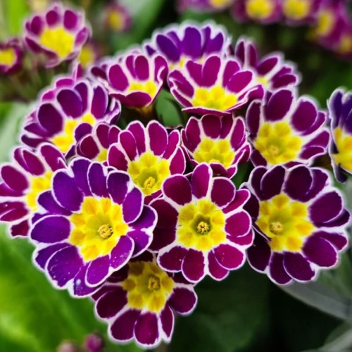 Pierwiosnek omszony mieszanka nasiona 0,1g