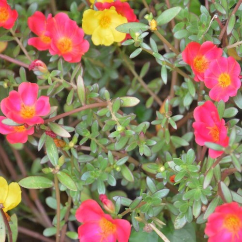 Posłonek mieszanka nasiona 0,5g