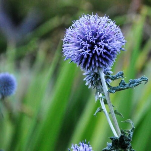 Przegorzan ciemnoniebieski nasiona 1g