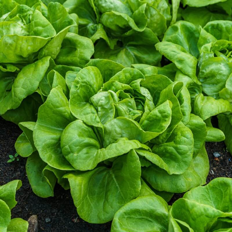 bio-salata-maslowa-may-king-uprawa.jpg