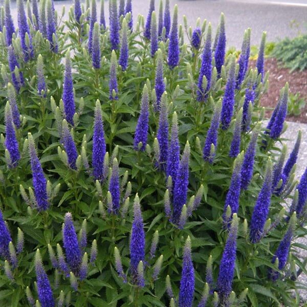 Przetacznik kłosowy, niebieski nasiona 0,1g (3).jpg