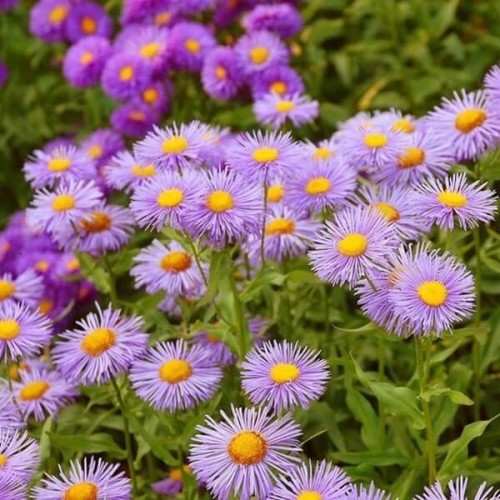 Przymiotno okazałe mieszanka 0,1g nasiona