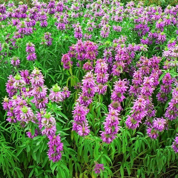 Pysznogłówka Cytrynowa nasiona 0,1g (3).jpg