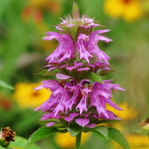 Pysznogłówka Cytrynowa nasiona 0,1g