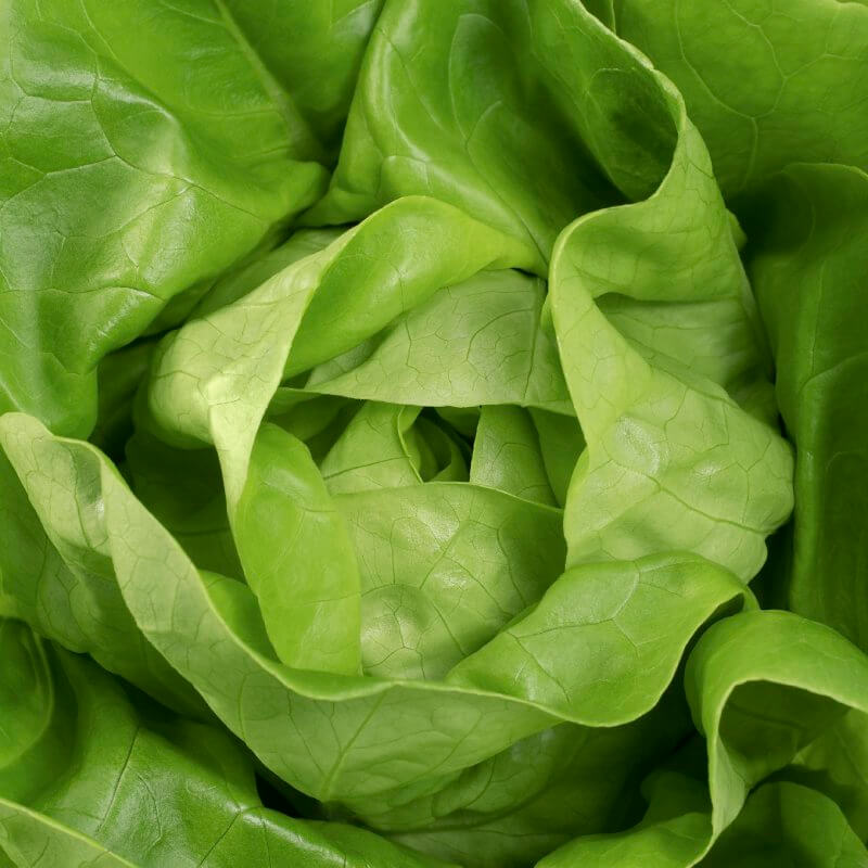 bio-maslowa-salata.jpg