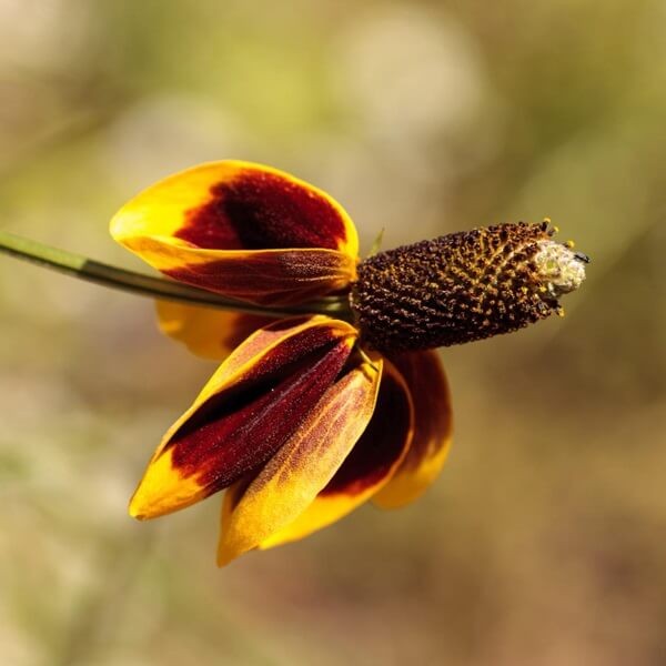 Ratibida MEXICAN HAT czerwono-żółta nasiona 0,5g (3).jpg
