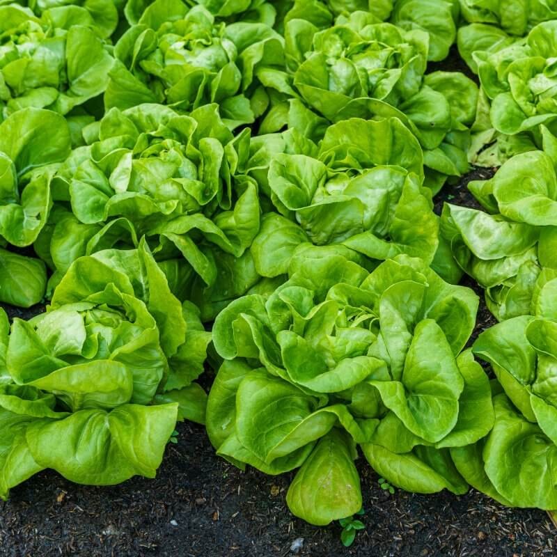 bio-salata-maslowa-uprawa.jpg