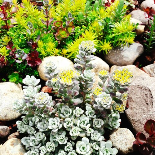 Rozchodniki mieszanka gatunków nasiona 00,3g