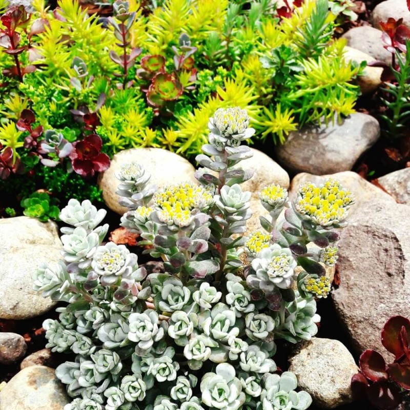 Rozchodniki, mieszanka gatunków 0,03 g (2).jpg