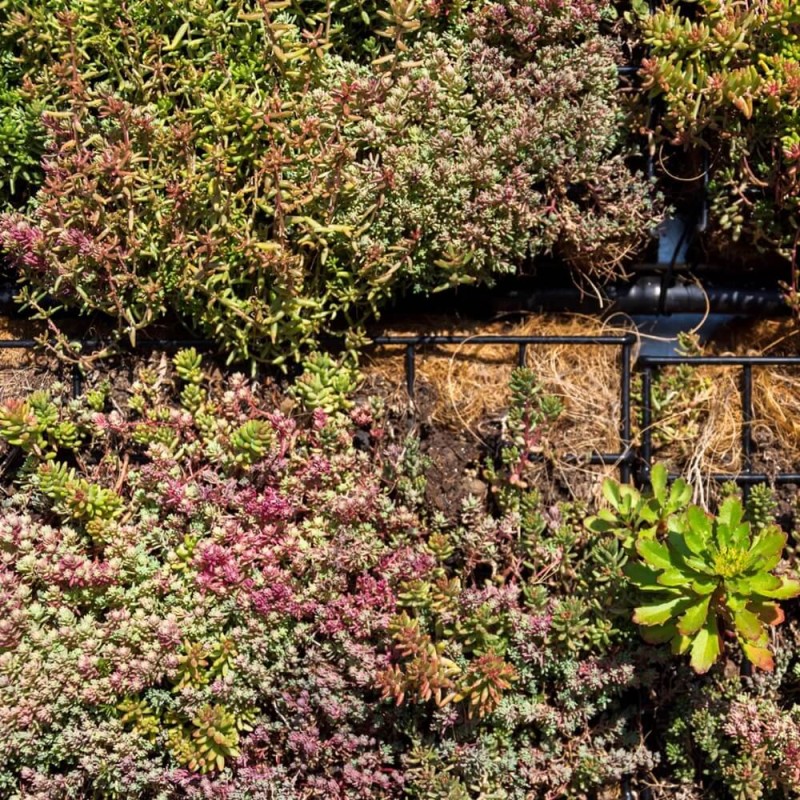 Rozchodniki, mieszanka gatunków 0,03 g (3).jpg