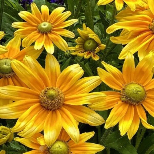 Rudbekia GREEN EYES nasiona 0,3g