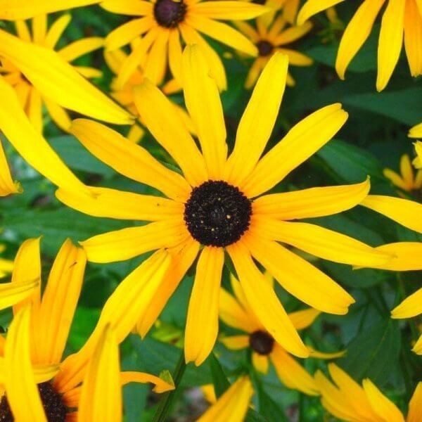 Rudbekia MY JOY nasiona 0,5g  (3).jpg