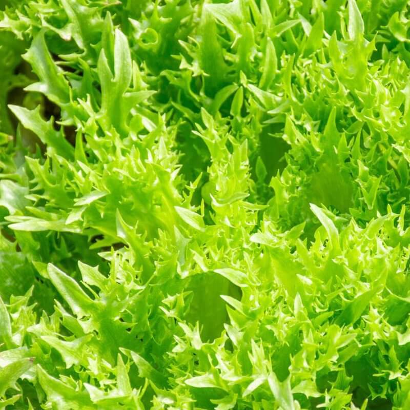 bio-salata-lodowa-regina-dei-ghiacci-uprawa.jpg