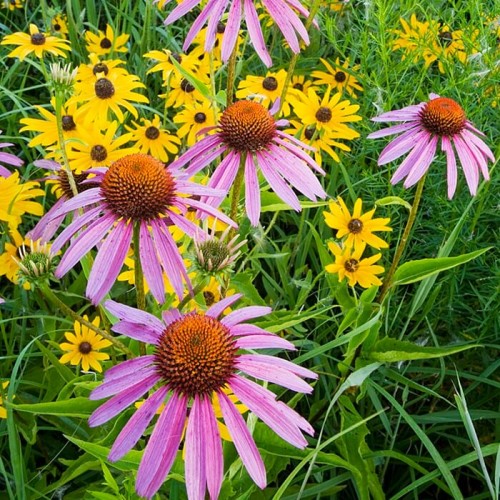 Rudbekia Purpurowa nasiona 1g