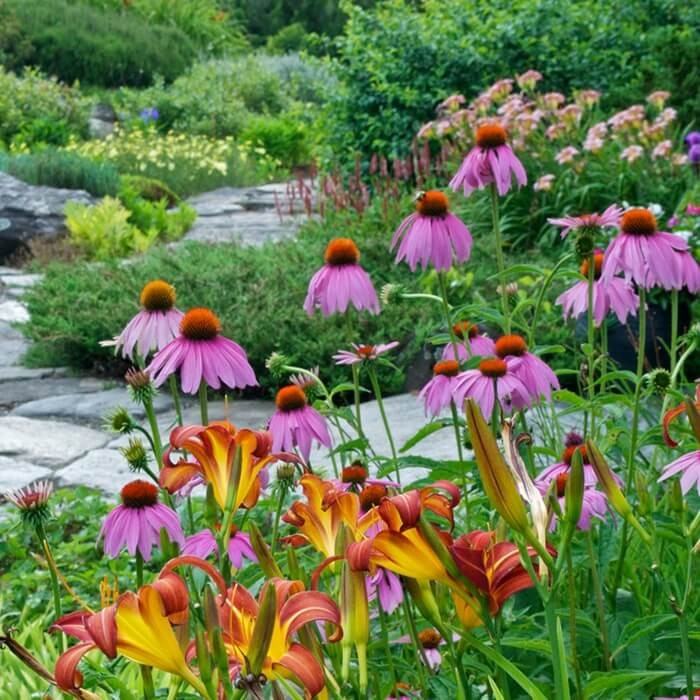 Rudbekia Purpurowa  nasiona 1g (3).jpg