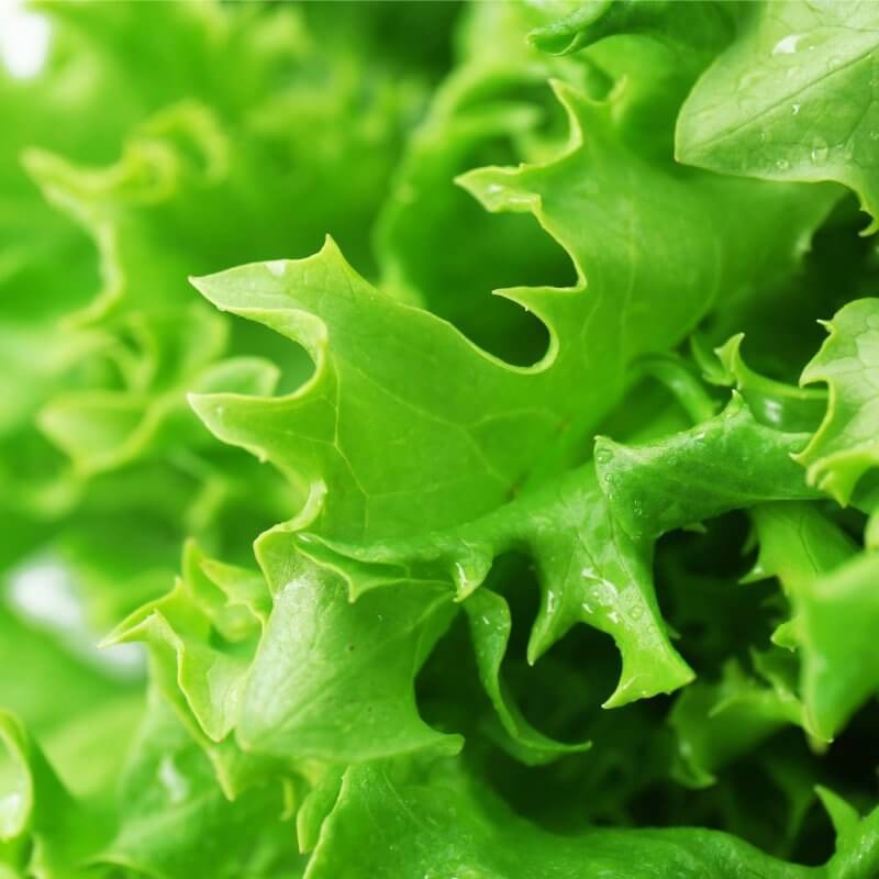 bio-salata-lodowa-regina-dei-ghiacci.jpg