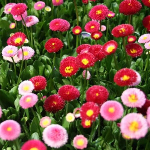 Stokrotka pospolita Pomponette mieszanka nasiona 0,1g