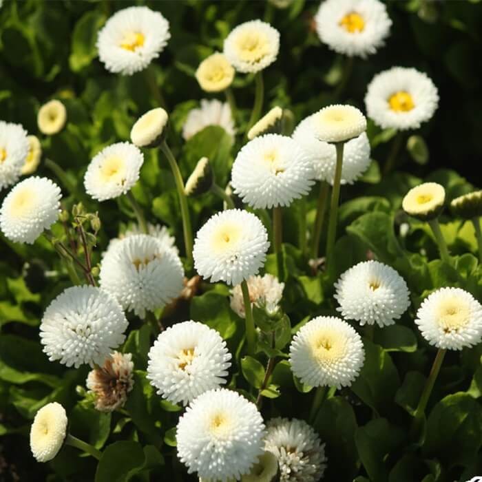 Stokrotka pospolita Pomponette biała nasiona 0,1g (1).jpg