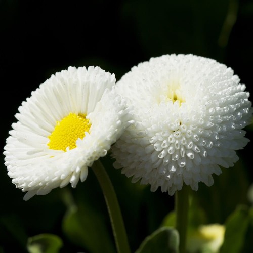 Stokrotka pospolita Pomponette biała nasiona 0,1g