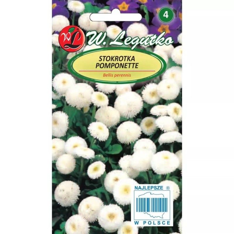 Stokrotka pospolita Pomponette biała nasiona 0,1g (3).jpg