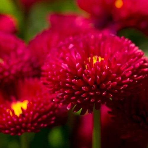 Stokrotka pospolita Pomponette czerwona nasiona 0,1g