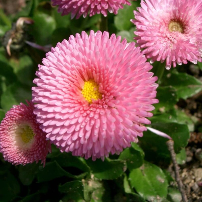 Stokrotka pospolita Pomponette nasiona 0,1g (1).jpg