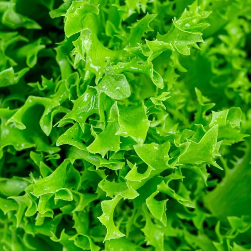 bio-salata-lodowa-regina-dei-ghiacci-liscie.jpg