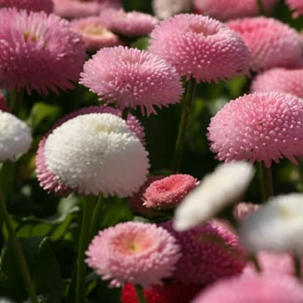 Stokrotka pospolita Pomponette nasiona 0,1g (3).jpg